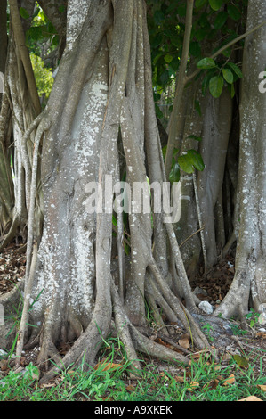 Les racines et le tronc de l'arbre de banian Banque D'Images