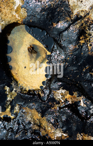 Libre de la pollution aux hydrocarbures sur les rochers de la plage de cuvette avec certains flottant sur l'eau Banque D'Images