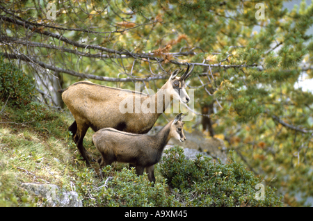 Chamois (Rupicapra rupicapra), le doe avec fauve, Suisse, Grisons, Pontresina, Okt 01. Banque D'Images