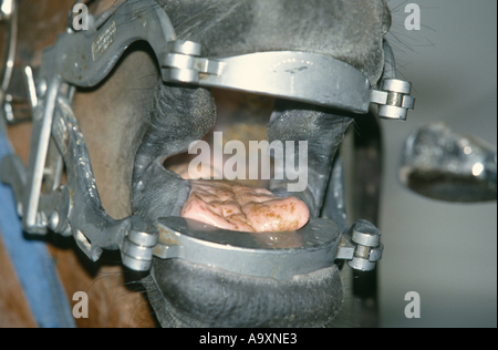 Bouche d'un cheval avec l'inhibition des bars, gadget pour un traitement dentaire. Banque D'Images