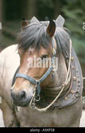 Bête, portrait. Banque D'Images