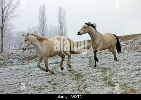 Mangalarga Marchador, berbère (Equus caballus przewalskii. f), en hiver, à travers gallopping pâturage. Banque D'Images