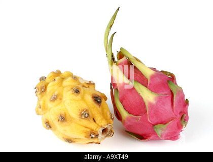 Pitaya rouge fraise, poire, night-Blooming Cereus et pitaya jaune (Cereus triangularis, Hylocereus triangularis, Hylocer Banque D'Images