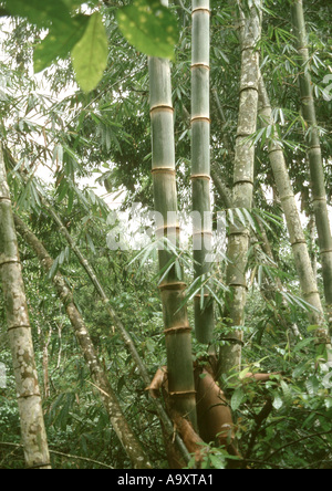 (Dendrocalamus giganteus bambou géant, Bambusa gigantea), les germes Banque D'Images