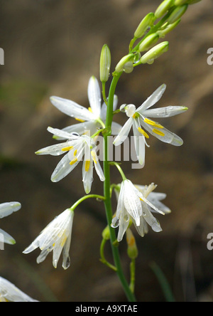 St Bernard's lily Anthericum liliago (), la floraison. Banque D'Images