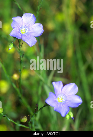 Politique commune de lin (Linum usitatissimum), la floraison. Banque D'Images