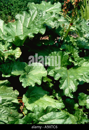 La Turquie rhubarbe (Rheum palmatum), la floraison. Banque D'Images