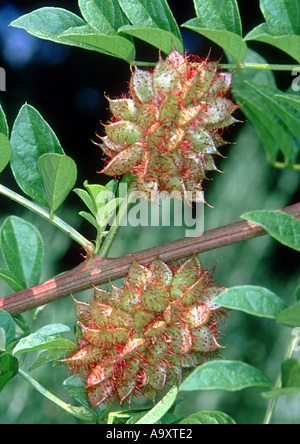 La réglisse, réglisse cultivée commun, réglisse, réglisse, réglisse doux, doux bois, vrai la réglisse (Glycyrrhiza glabra, Liqu Banque D'Images