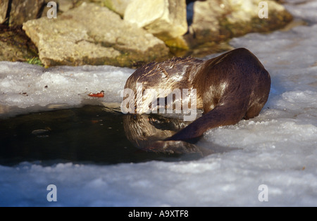 La loutre d'Amérique du Nord, la loutre (Lutra canadensis), assis à un icehole en hiver, l'Allemagne, Bade-Wurtemberg, fév. Banque D'Images