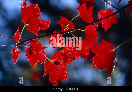 Rock l'érable, l'érable à sucre (Acer saccharum), feuilles rouges en automne les couleurs, USA, Maine, Baxter State Park, 04 oct. Banque D'Images