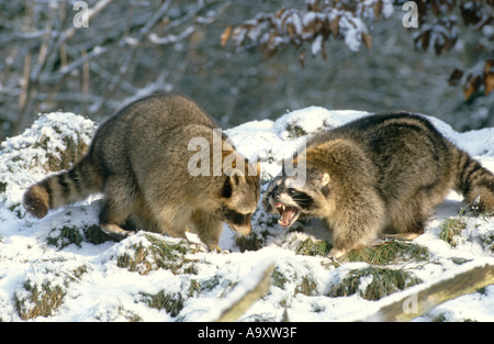 Politique raton laveur (Procyon lotor), deux animaux, la lutte contre l'Allemagne, Bade-Wurtemberg, parc jeux Mergentheim, Mrz 05. Banque D'Images