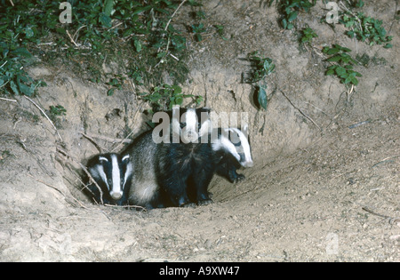 Blaireau Eurasien de l'Ancien Monde, le blaireau (Meles meles), trois animaux, le blaireau à la famille de la fosse, l'Allemagne, l'Baden-Wuerttembe Banque D'Images