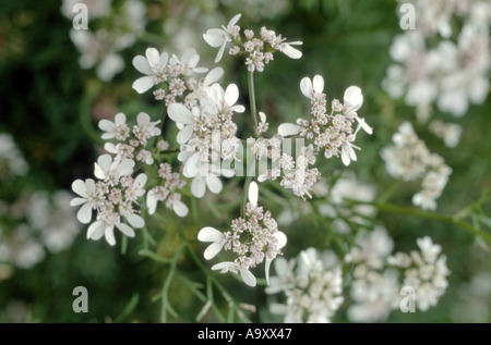 La coriandre (Coriandrum sativum), la floraison. Banque D'Images
