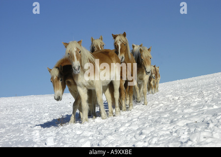 Cheval Haflinger (Equus przewalskii f. caballus), troupeau sur les pâturages d'hiver, dans la neige. Banque D'Images