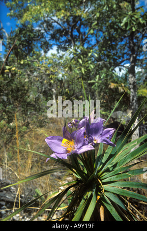 Plante à fleurs Vellozia variabilis dans la savane boisée appelée cerrado à Chapada dos Veadeiros Goias Brésil. Le cerrado est un haut lieu de biodiversité. Banque D'Images