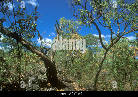 Savane boisée appelée cerrado dans la Chapada dos Veadeiros dans l'État de Goiás, Brésil. Le cerrado est un haut lieu de biodiversité. Banque D'Images