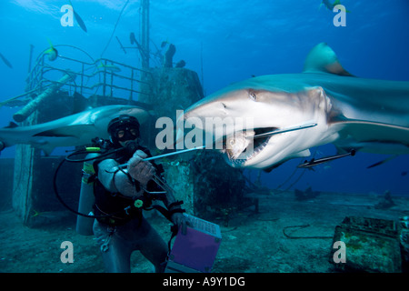 Au cours de l'action annuelle Shootout requin Shark est stimulée par les tétées par étapes comme celui-ci pour attirer les requins plus près Banque D'Images