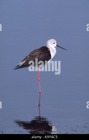 Himantopus himantopus Black winged stilt reflète dans l'eau bleu debout sur une jambe Banque D'Images