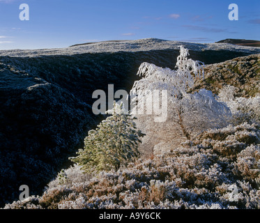 Givre épais manteaux deux petits arbres au bord d'une gorge sur heather clad Dava Moor, Moray, en Écosse. Banque D'Images