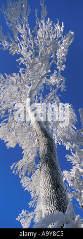 Couverts de givre beech tree. Hiver forêt de Bavière Haut-palatinat Bavaria Allemagne Europe Banque D'Images