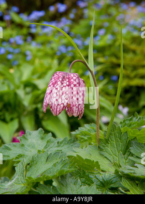 Fritillaria meleagris la tête du serpent fritillary Banque D'Images