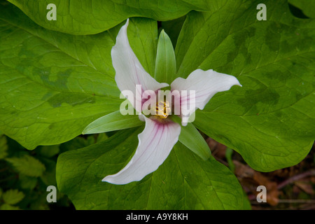 Une touffe dressée trillium vivaces formant avec de douces fleurs parfumées au-dessus d'un verticille de grandes feuilles vertes Banque D'Images