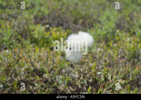 -Eriophorum virginicum Linaigrette -pendant les mois de printemps sur le côté de Baldface Circle Trail Banque D'Images