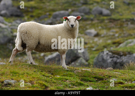 Moutons dans un pré, Norvège Banque D'Images