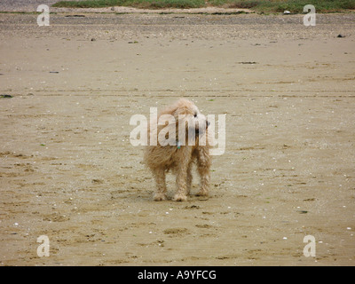 Shaggy dog sur la plage Banque D'Images