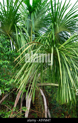 Palmier Moriche, Mauritia flexuosa, bassin du fleuve Amazone, Brésil Banque D'Images