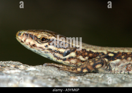 Lézard des murailles, Podarcis muralis Banque D'Images