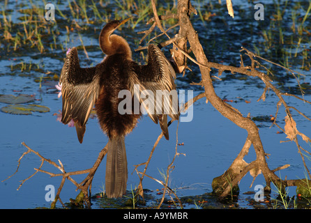 Oriental australien vert (Anhinga melanogasternovaehollandiae), le parc national de Kakadu, Australie Banque D'Images