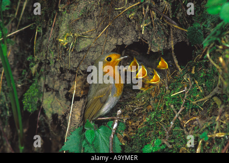 Robin Robin (Erithacus rubecula aux abords) avec l'envol du nid Banque D'Images