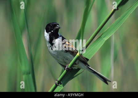 Bruant des roseaux (Emberiza schoeniclus) dans la région de reed Banque D'Images