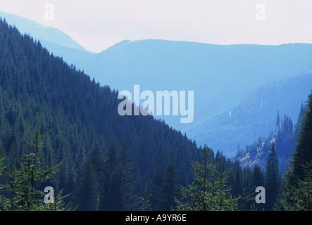 Les vastes forêts du nord de la Transylvanie Roumanie montagnes Rodna Banque D'Images