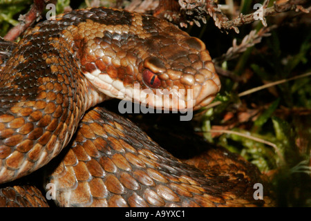 Close Up plan macro sur une vipère Vipera berus Teesdale, County Durham UK Banque D'Images