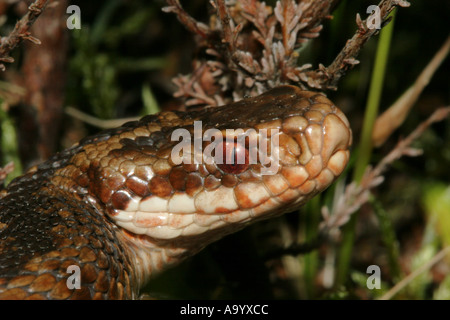 Close Up plan macro sur une vipère Vipera berus Teesdale, County Durham UK Banque D'Images