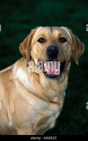 Chien-guide pour les aveugles Banque D'Images