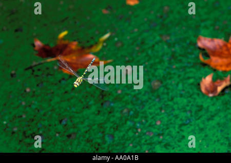 Hawker Aeshna cyanea, sud. En vol au-dessus d'un étang Banque D'Images