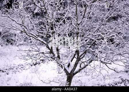 Noyer, Juglans regia. Couvert de neige Banque D'Images