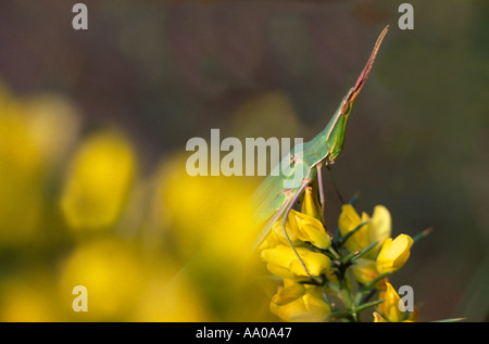 Pente de la Méditerranée face à Grasshopper, Acrida ungarica. Sur les fleurs Banque D'Images