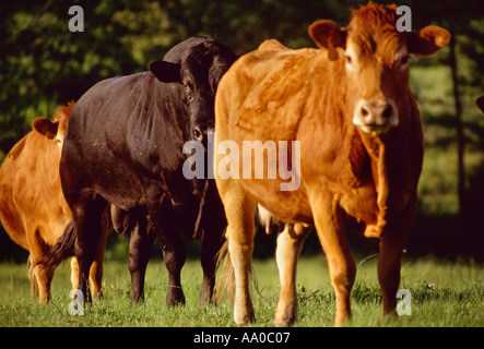 - L'élevage d'un taureau Limousin noir alignés entre deux vaches Limousin sur un vert Pâturage / Dodd City, Texas, USA. Banque D'Images