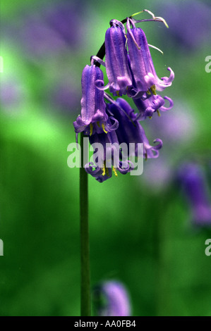Fleurs jacinthes Oxfordshire England Banque D'Images
