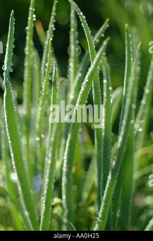 Zwiebeln im garten des oignons dans le jardin Banque D'Images