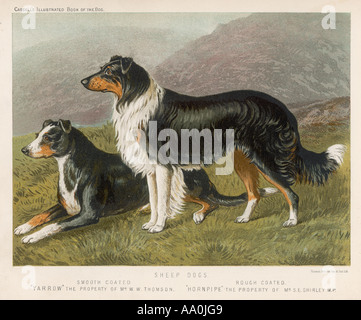 Rough Collie Smooth Banque D'Images