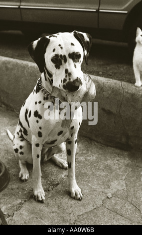 Noir et blanc de chien dalmatien avec des poissons dans la bouche à la culpabilité avec chat sur Banque D'Images