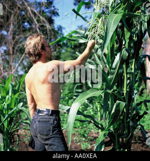 Moygu village, le Brésil. Sting à la recherche à une récolte de maïs dans les Txicao (Ikpeng) espace indien ; zone indigène du Xingu, au Brésil, en novembre 1990. Banque D'Images