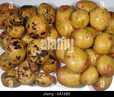 Le rhizoctone brun Rhizoctonia solani sur les pommes de terre par rapport à des cultures non infectés sur le droit Banque D'Images