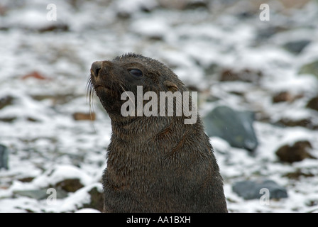 La fourrure de l'Antarctique, Arctocephalus gazella, pup, Cuverville antarctique. Banque D'Images