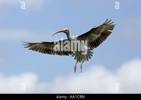 Un Ibis blanc immature en vol arrivant sur la terre Banque D'Images